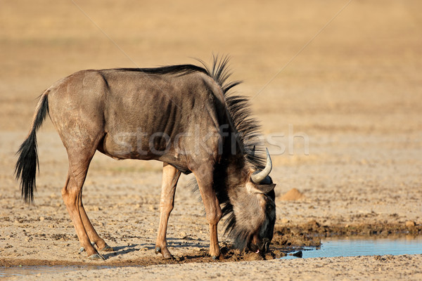 Blue wildebeest at waterhole Stock photo © EcoPic