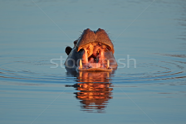 Hippopotamus in water Stock photo © EcoPic