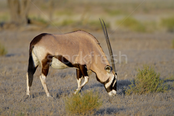 Gemsbok antelope Stock photo © EcoPic