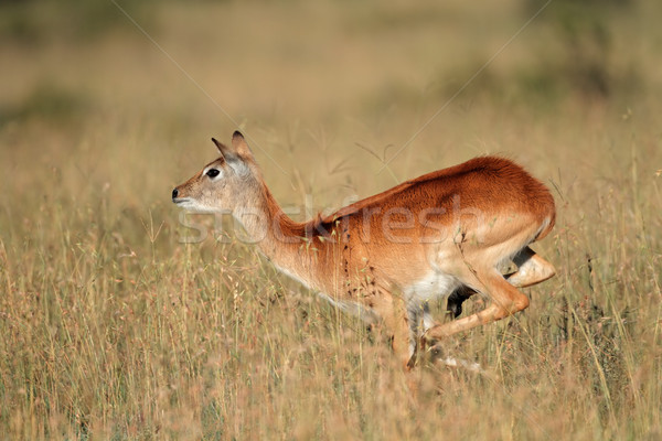 Running red lechwe antelope Stock photo © EcoPic