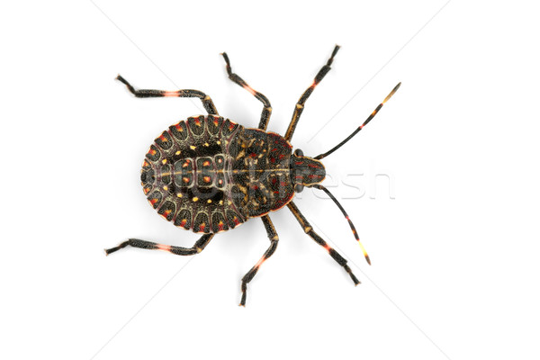 Bug piccolo bianco corpo sfondo african Foto d'archivio © EcoPic