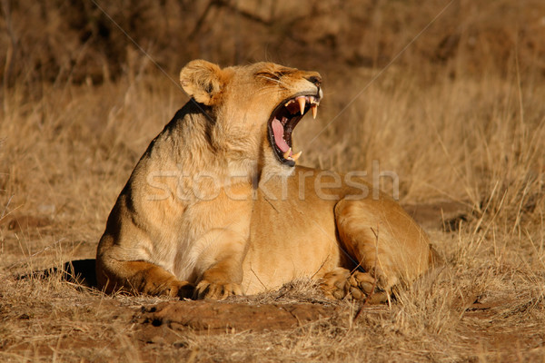 Denti visibile Sudafrica leone animale Foto d'archivio © EcoPic