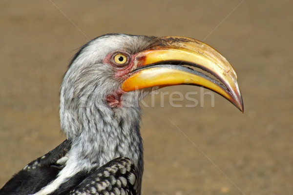 Yellow-billed hornbill  Stock photo © EcoPic