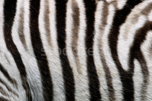 Zebra skin Stock photo © EcoPic