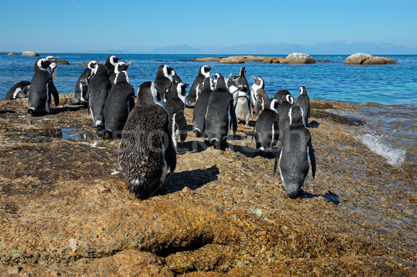 African penguins on coastal rocks Stock photo © EcoPic