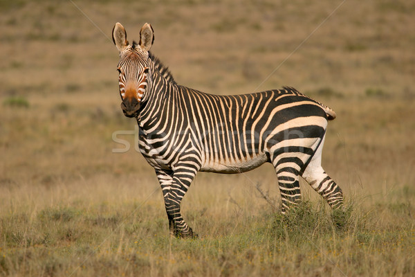 Cape Mountain Zebra  Stock photo © EcoPic
