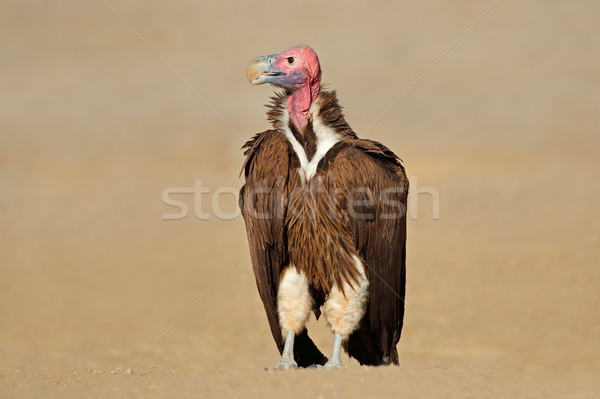 Lappet-faced vulture on the ground  Stock photo © EcoPic