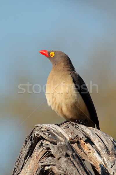 Red-billed oxpecker Stock photo © EcoPic