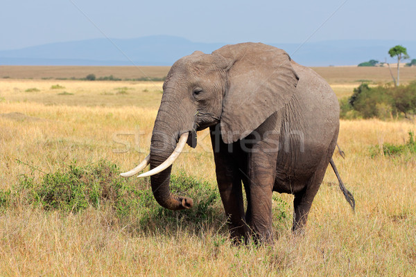 African elephant Stock photo © EcoPic