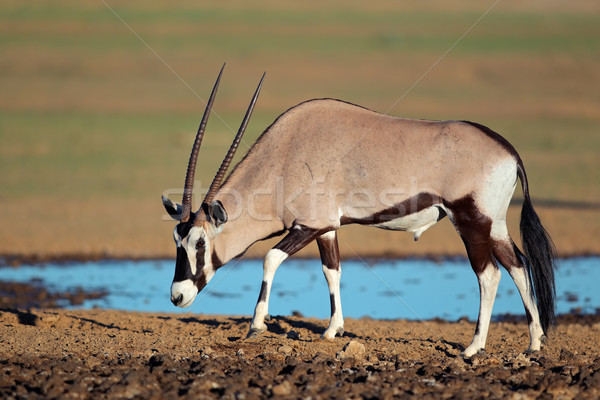 Deserto África do Sul água natureza sozinho animal Foto stock © EcoPic