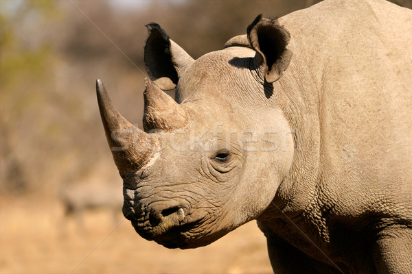 Fekete orrszarvú portré Dél-Afrika arc természet Stock fotó © EcoPic