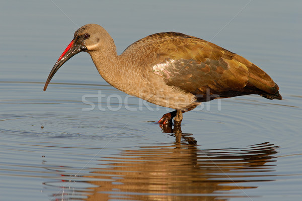 Hadeda Ibis Stock photo © EcoPic