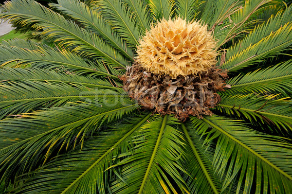 Chinese cycad Stock photo © EcoPic