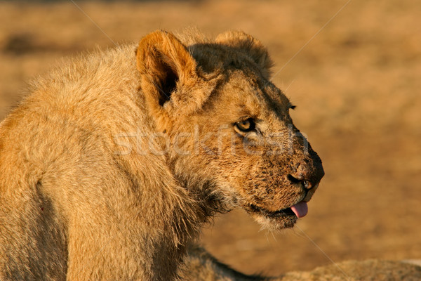 Stok fotoğraf: Afrika · aslan · genç · kirli · yüz