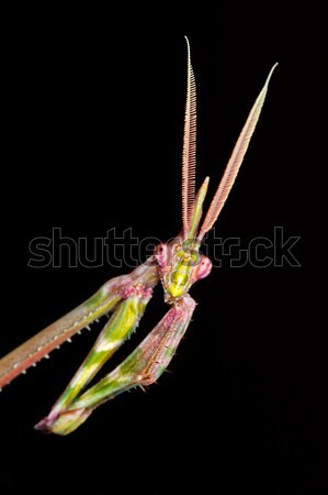 Cone-headed Mantid Stock photo © EcoPic