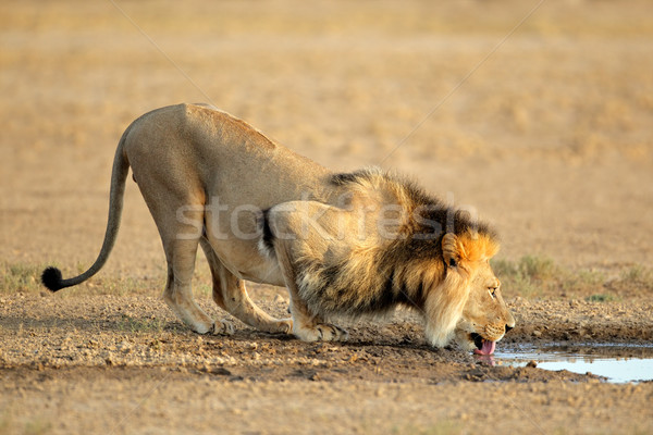 Stock photo: African lion drinking