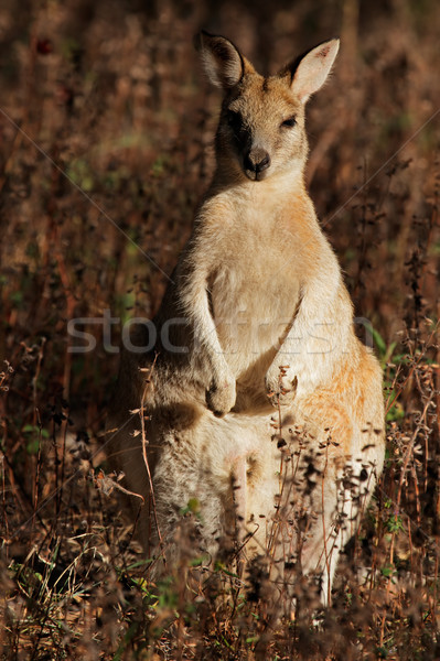 çevik kadın park kuzey Avustralya Stok fotoğraf © EcoPic
