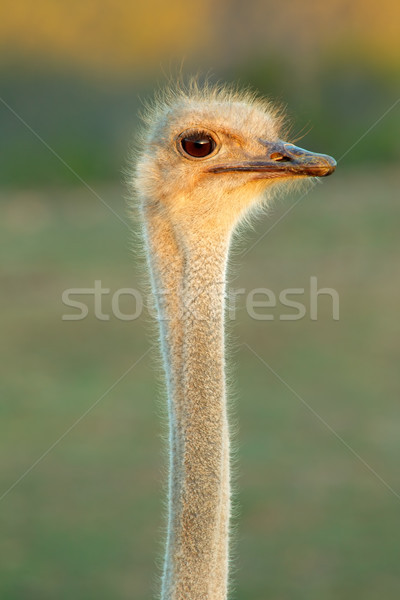 Devekuşu portre Güney Afrika Afrika boyun açık Stok fotoğraf © EcoPic