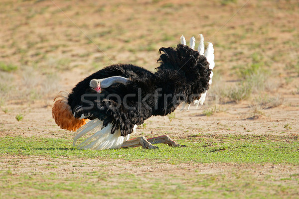 Erkek devekuşu kanatlar Güney Afrika Afrika boyun Stok fotoğraf © EcoPic