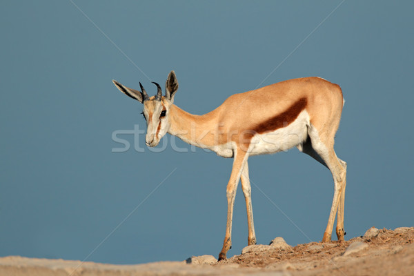 Stock photo: Springbok antelope