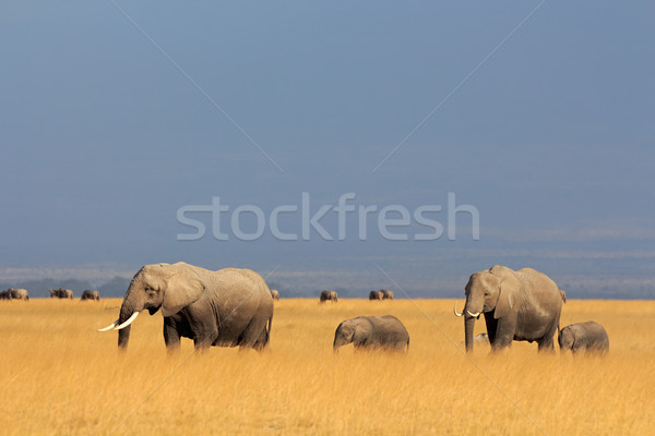 Afrikai elefántok sétál park Kenya fű Stock fotó © EcoPic
