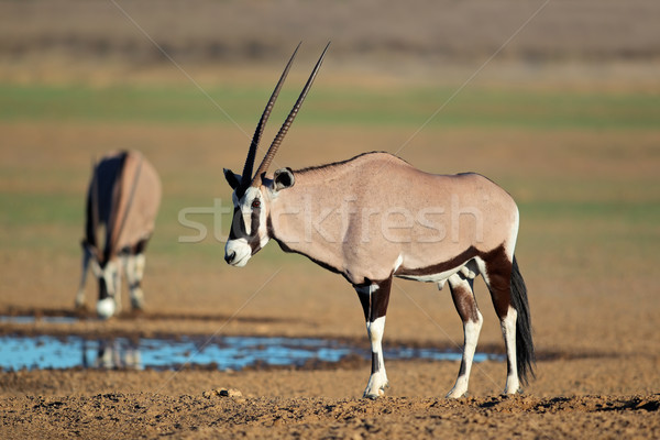 Stockfoto: Woestijn · South · Africa · water · natuur · dier · afrikaanse