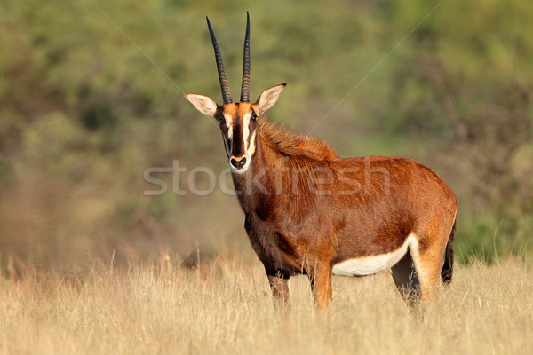 Femminile Niger naturale habitat Sudafrica natura Foto d'archivio © EcoPic