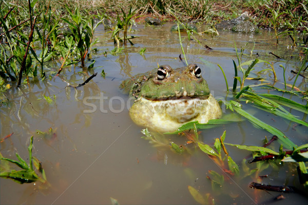 Stock photo: African giant bullfrog