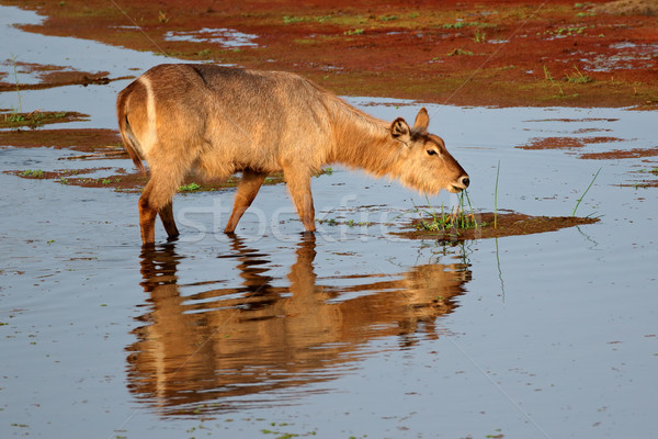 Waterbuck feeding in water Stock photo © EcoPic