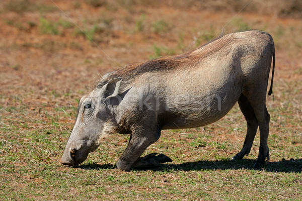 Feeding warthog Stock photo © EcoPic