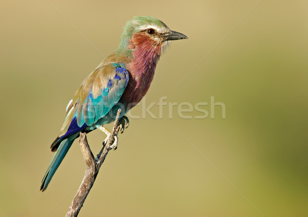 Lilac-breasted roller Stock photo © EcoPic