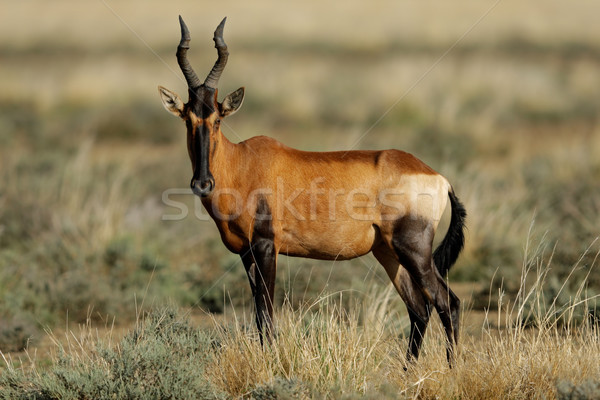 Rouge désert Afrique du Sud animaux Homme africaine Photo stock © EcoPic