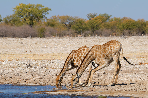 Giraffes drinking water Stock photo © EcoPic