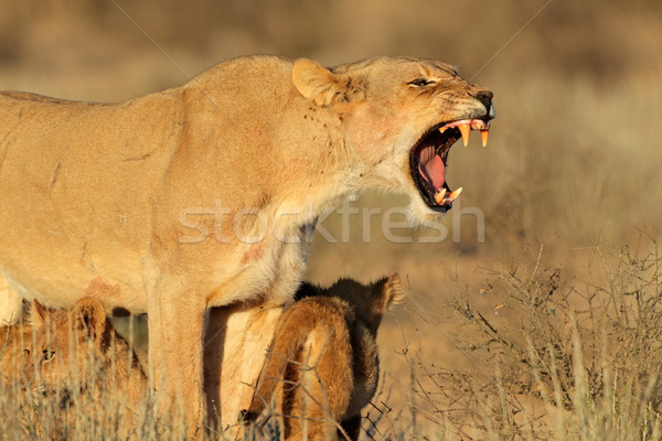 Agresywny młodych pustyni Południowej Afryki zęby lew Zdjęcia stock © EcoPic