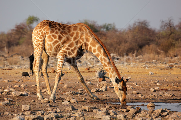 Jirafa agua potable parque Namibia agua cuerpo Foto stock © EcoPic
