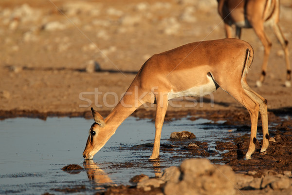 Impala antelope at waterhole Stock photo © EcoPic