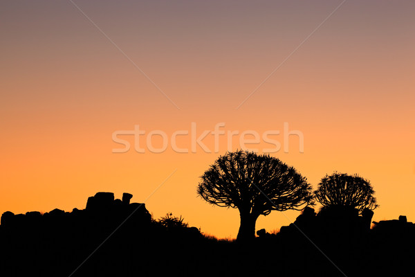 Quiver tree silhouette Stock photo © EcoPic
