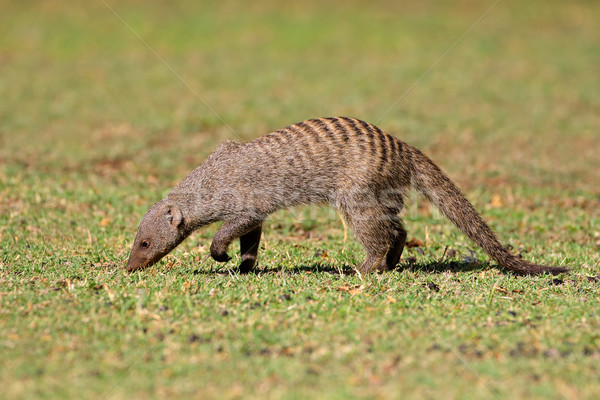 Banded mongoose Stock photo © EcoPic