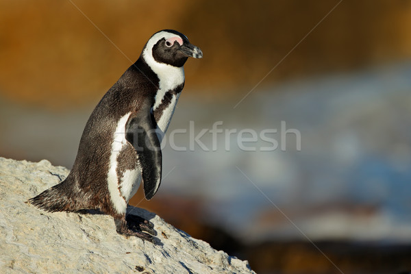 African penguin Stock photo © EcoPic