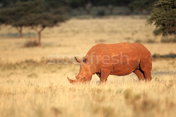 Stock fotó: Fehér · orrszarvú · természetes · élőhely · Dél-Afrika · fű