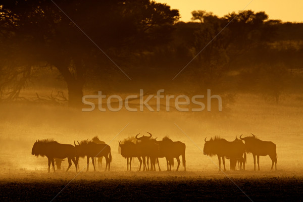 Blue wildebeest in dust Stock photo © EcoPic