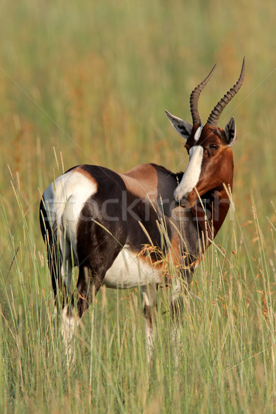 Veszélyeztetett Dél-Afrika fű természet afrikai szafari Stock fotó © EcoPic