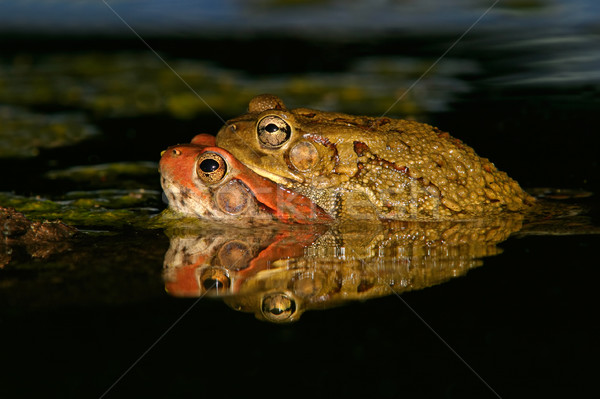 Mating red toads  Stock photo © EcoPic