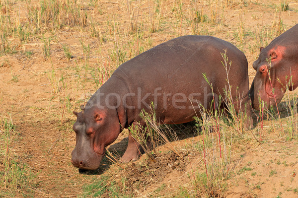 Hippopotamus on land Stock photo © EcoPic