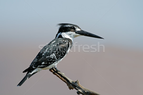 Pescarus ramură Africa de Sud pasăre Africa animal Imagine de stoc © EcoPic