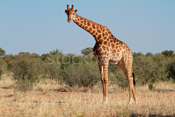 жираф бык большой ЮАР ног африканских Сток-фото © EcoPic