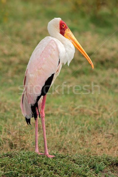 Yellow-billed stork Stock photo © EcoPic
