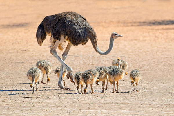 Devekuşu civciv kadın çöl Güney Afrika bacaklar Stok fotoğraf © EcoPic