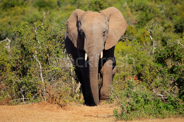 African elephant Stock photo © EcoPic