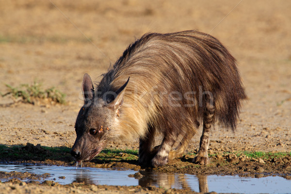 Braun Hyäne Trinkwasser Südafrika Park trinken Stock foto © EcoPic